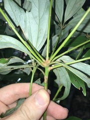 Neolitsea aciculata, photograph author not stated, no rights reserved