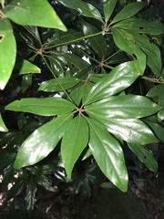 Neolitsea aciculata, photograph author not stated, no rights reserved