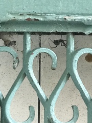 Arachnida