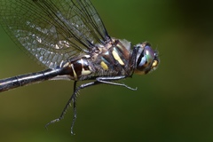 Somatochlora elongata