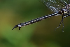 Somatochlora elongata