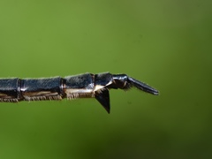 Somatochlora elongata