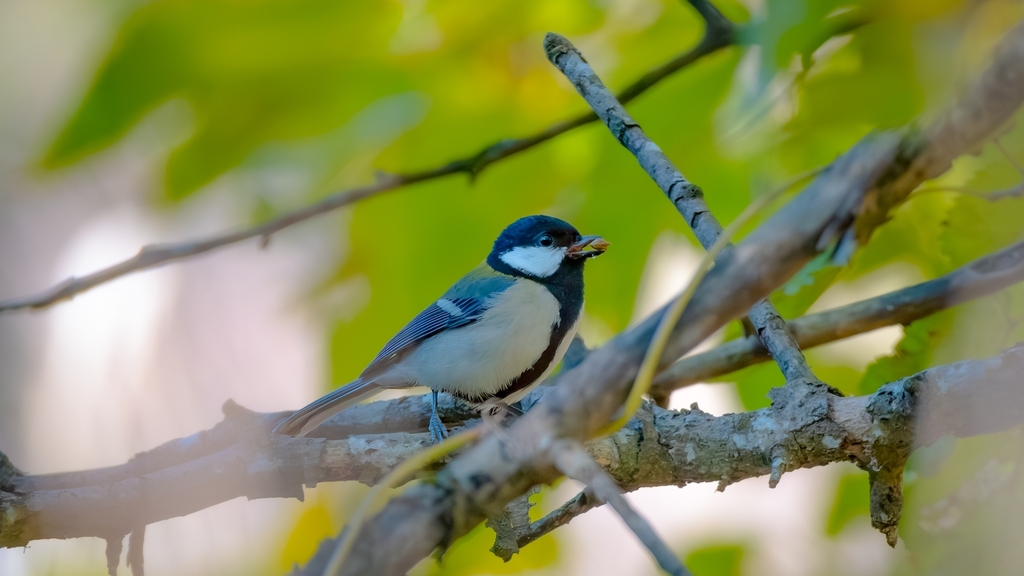 Parus cinereus minor from Iruma, JP-ST, JP on November 25, 2024 at 11: ...