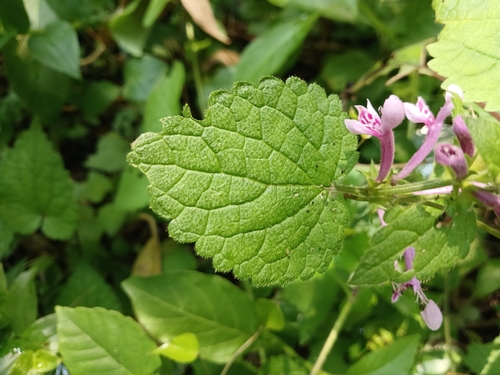 Image of Mauve Stachys (Stachys tubulosa) by (c) Ferncliffe forest wilding, some rights reserved (CC BY)