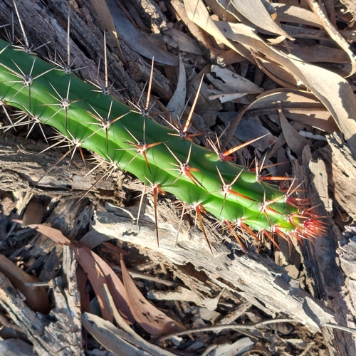 Image of Harrisia tortuosa by (c) Ruth Palsson, some rights reserved (CC BY-SA)