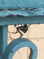 Arachnida
