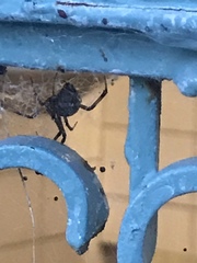 Arachnida