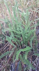 Achillea millefolium