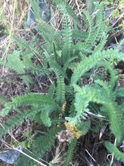 Achillea millefolium