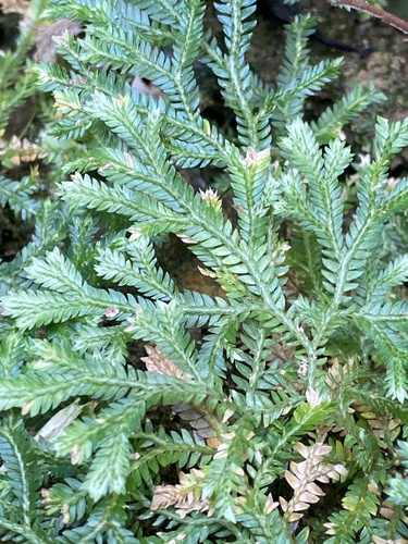 Image of Selaginella doederleinii by no rights reserved