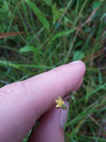 Claspingleaf St. Johnswort (Hypericum gymnanthum)