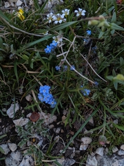 Eritrichium argenteum