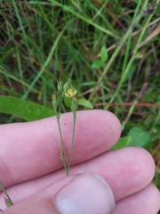 Hypericum gymnanthum