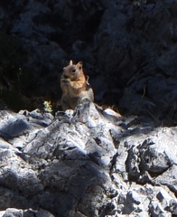 Callospermophilus lateralis certus