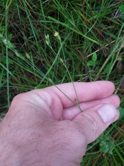 Hypericum gymnanthum