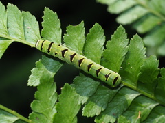 Callopistria japonibia