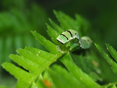 Callopistria japonibia