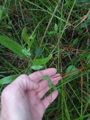 Hypericum gymnanthum