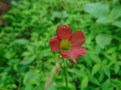 Oxalis tetraphylla