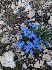 Eritrichium argenteum