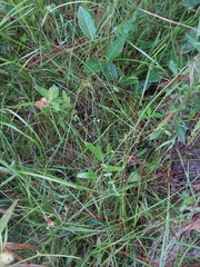 Hypericum gymnanthum