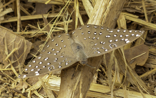 Guineafowl Butterfly