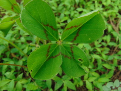 Oxalis tetraphylla
