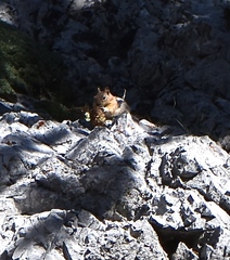 Callospermophilus lateralis certus