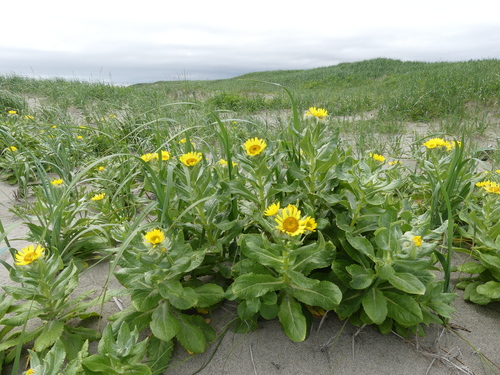 Seabeach Groundsel