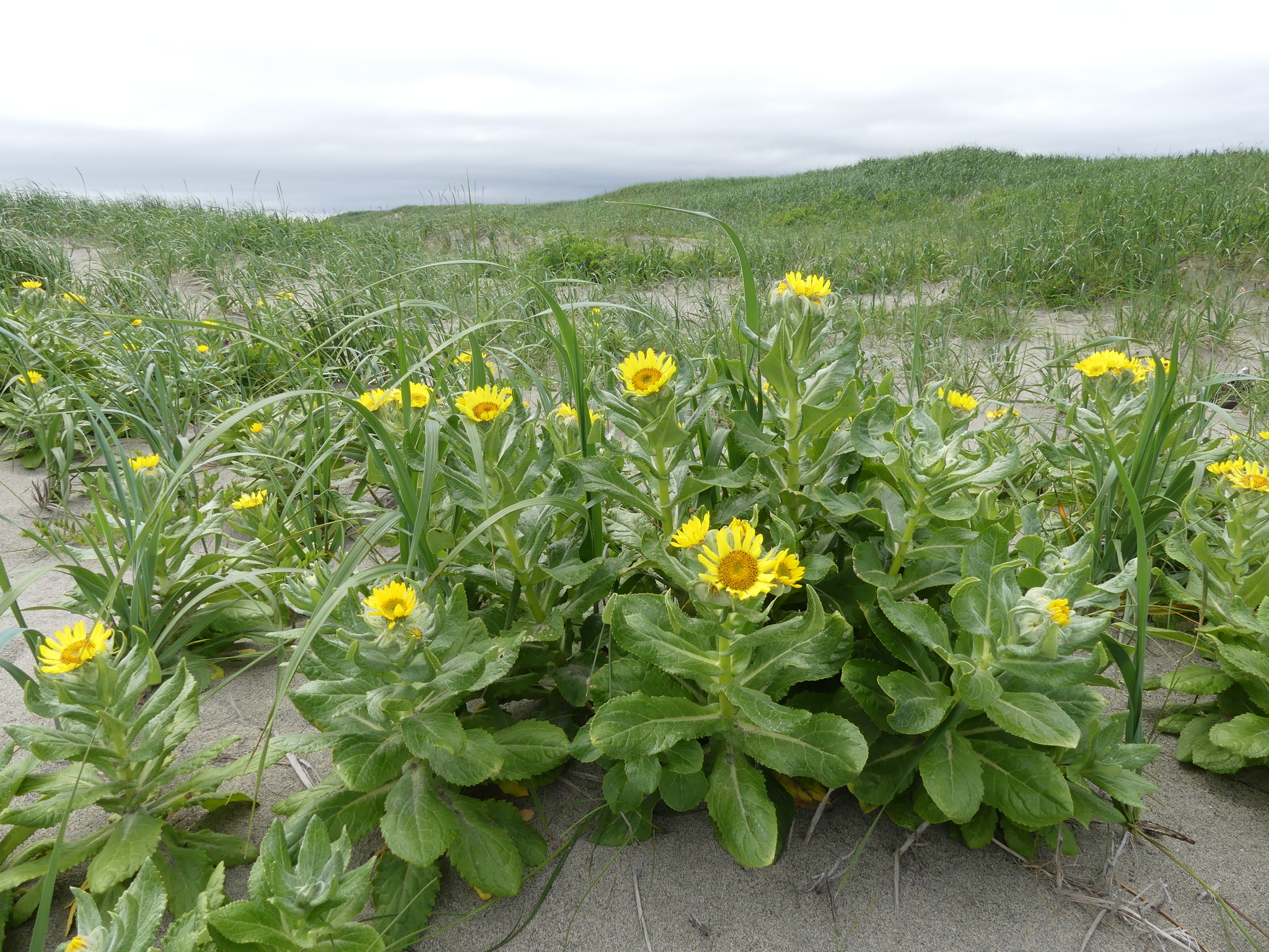 Senecio pseudoarnica