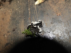 Thelephora cuticularis