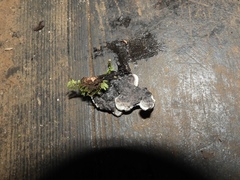 Thelephora cuticularis