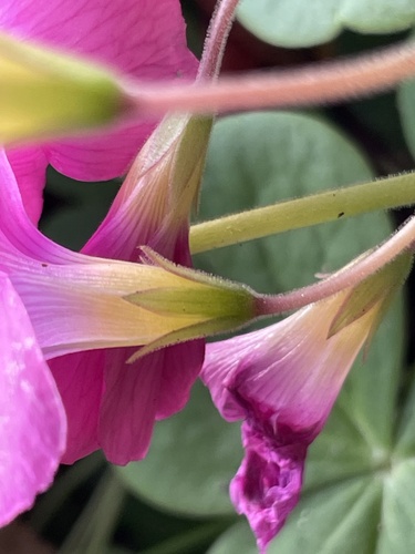 Image of Oxalis bowiei by no rights reserved