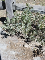 Arctostaphylos viscida