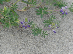 Lupinus nootkatensis