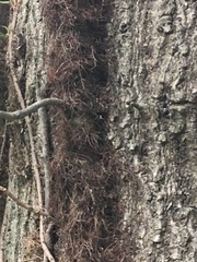 Toxicodendron radicans
