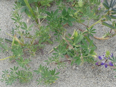 Lupinus nootkatensis