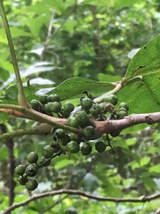 Toxicodendron radicans