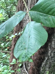 Toxicodendron radicans