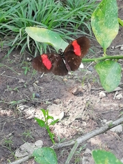 Heliconius erato hydara