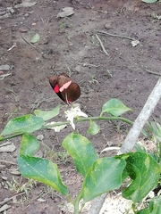 Heliconius erato hydara