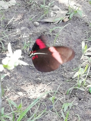 Heliconius erato hydara