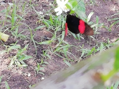 Heliconius erato hydara