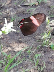 Heliconius erato hydara