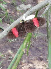 Heliconius erato hydara