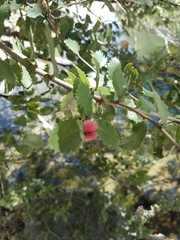 Heteroecus dasydactyli