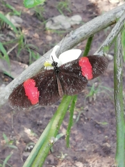 Heliconius erato hydara