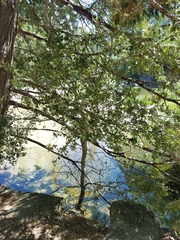 Heteroecus dasydactyli