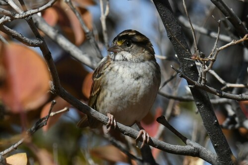 White-throated Sparrow photographed in Colorado