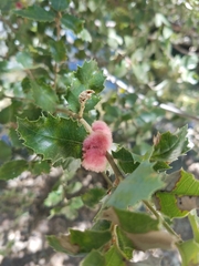 Heteroecus dasydactyli